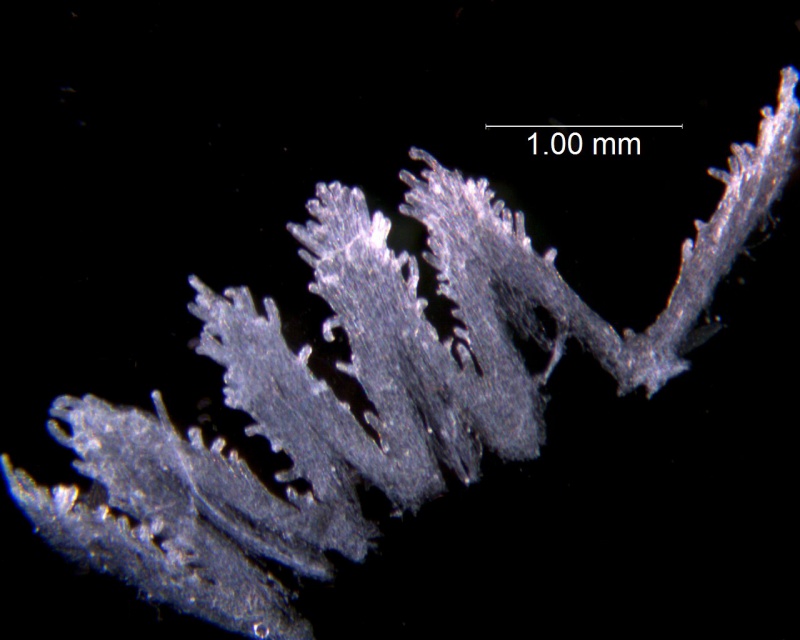 Cuscuta subinclusa; U.S.A., California,Twisselmann 2394 (RSA)