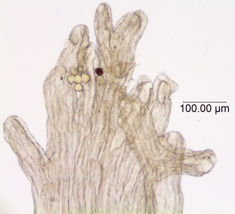 Cuscuta subinclusa; U.S.A., California,Twisselmann 2394 (RSA)