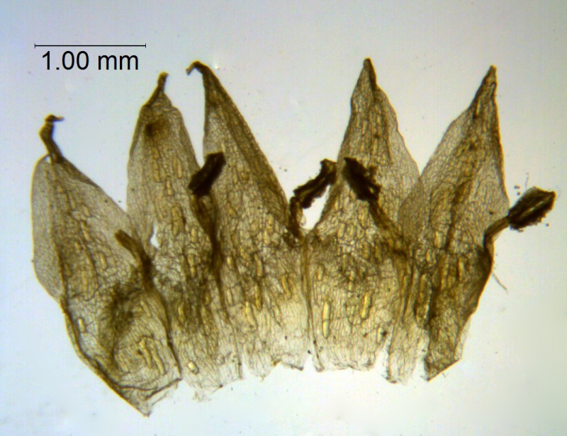 Cuscuta acuta; Galapagos, Fagerlind & Wibom 3401 (S)