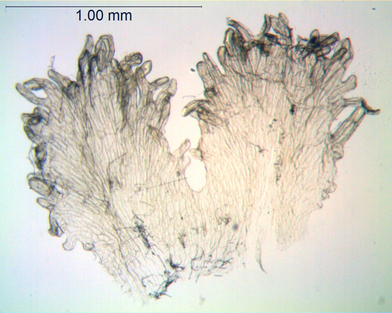 Cuscuta acuta; Galapagos, Fagerlind & Wibom 3401 (S)
