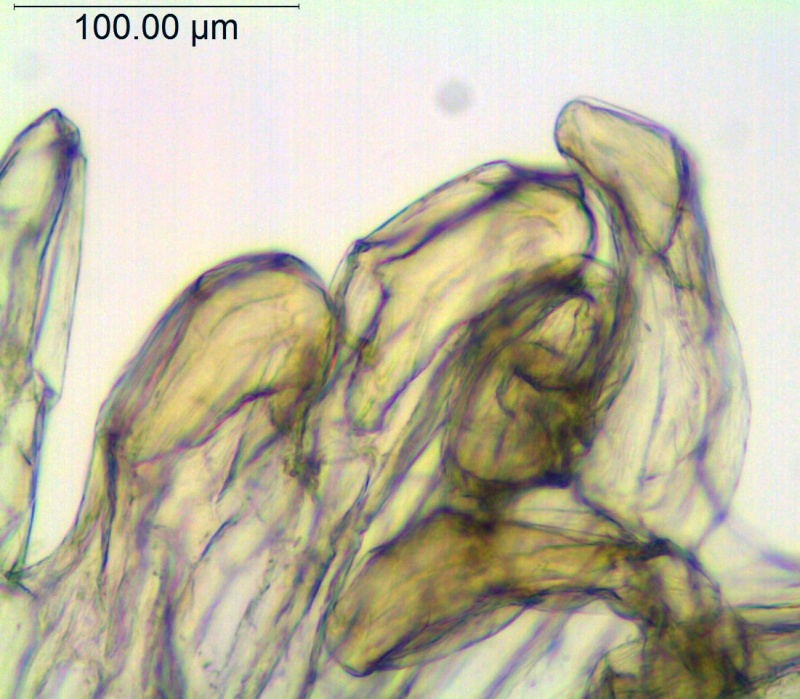 Cuscuta acuta; Galapagos, Fagerlind & Wibom 3401 (S)