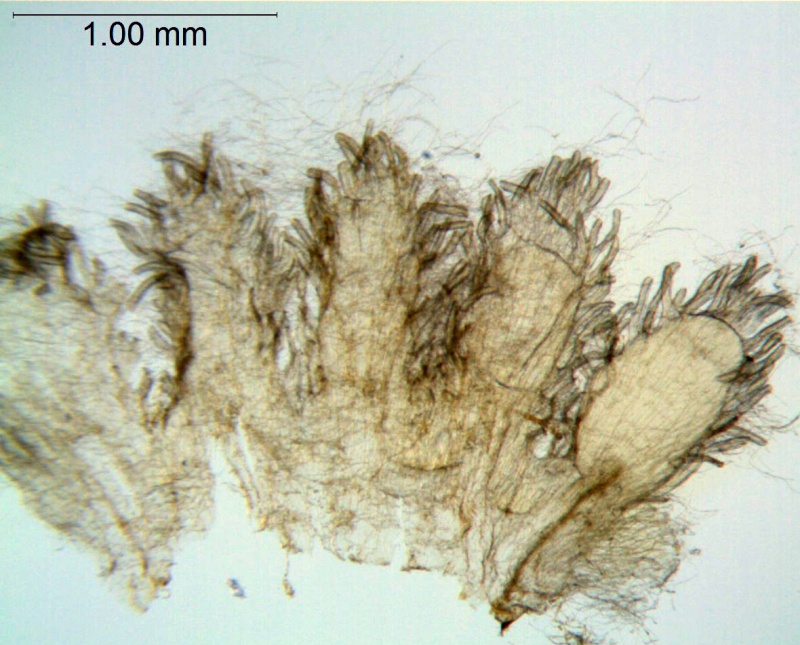 Cuscuta appendiculata; South Africa, Bohnen 7827  (NBG)