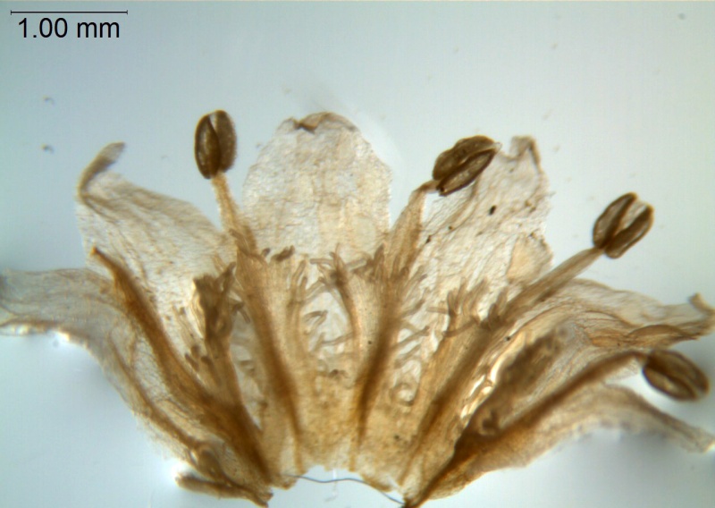 Cuscuta appendiculata; South Africa, Hofmeyr s.n. (GAA)