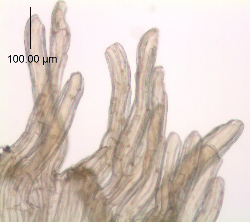 Cuscuta appendiculata; South Africa, Hofmeyr s.n. (GAA)