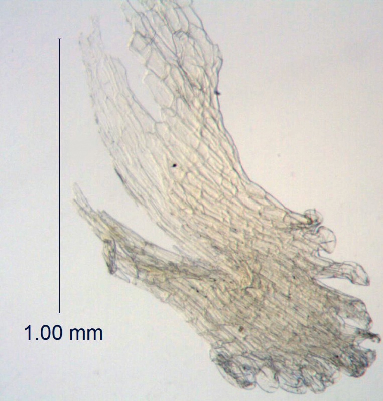 Cuscuta approximata; California, Abrams 457 (CAS)
