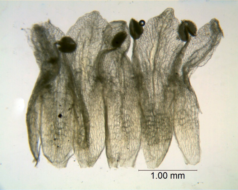 Cuscuta approximata; California, Abrams 457 (CAS)