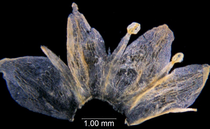 Cuscuta australis var. cesatiana, Hungary, Barath s.n. (WLU)