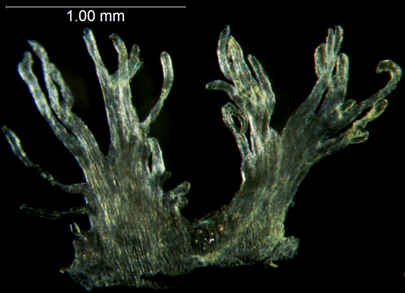 Cuscuta australis var. cesatiana, Hungary, Barath s.n. (WLU)