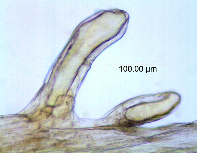 Cuscuta australis var. cesatiana, Hungary, Barath s.n. (WLU)