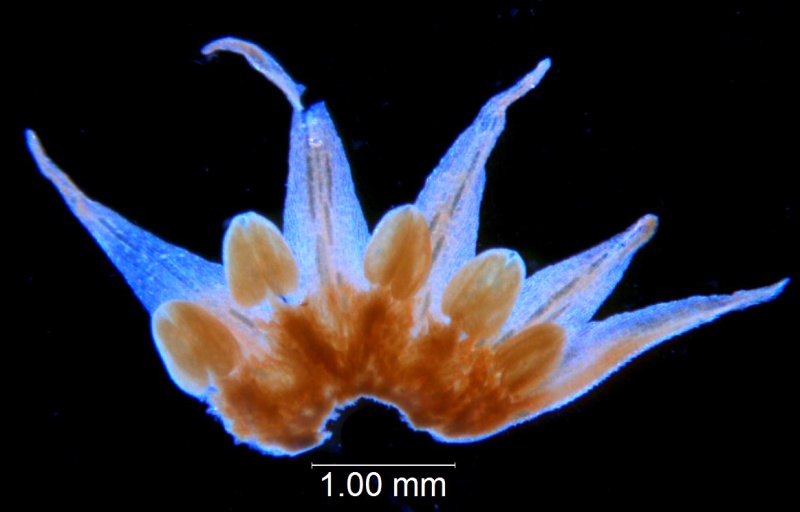 Cuscuta burrelli; Brazil, Heringer et al. 43 (UB)