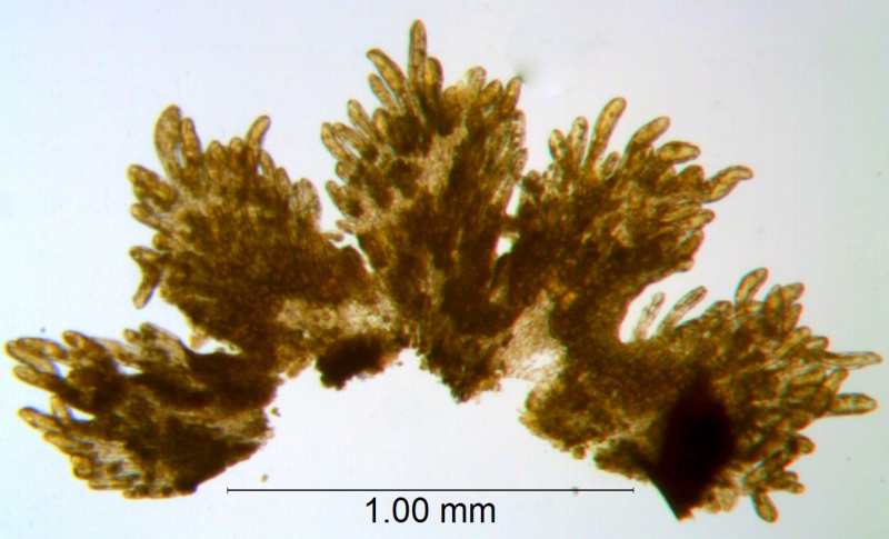 Cuscuta burrelli; Brazil, Heringer et al. 43 (UB)