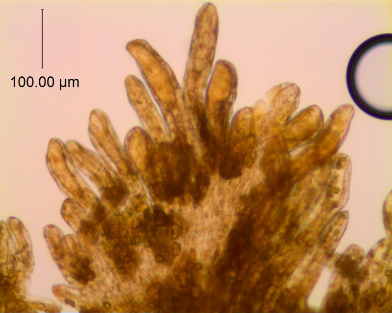 Cuscuta burrelli; Brazil, Heringer et al. 43 (UB)