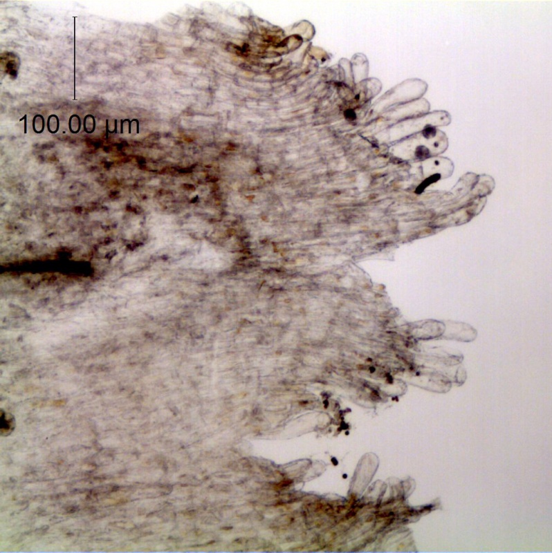 Cuscuta cassytoides; South Africa, Balkwill 6968 (NU)