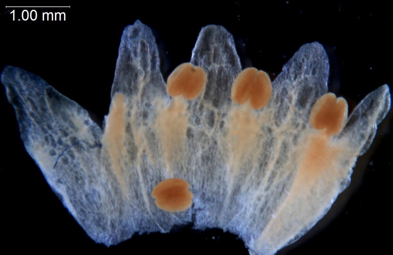 Cuscuta cassytoides; South Africa, Balkwill 6968 (NU)