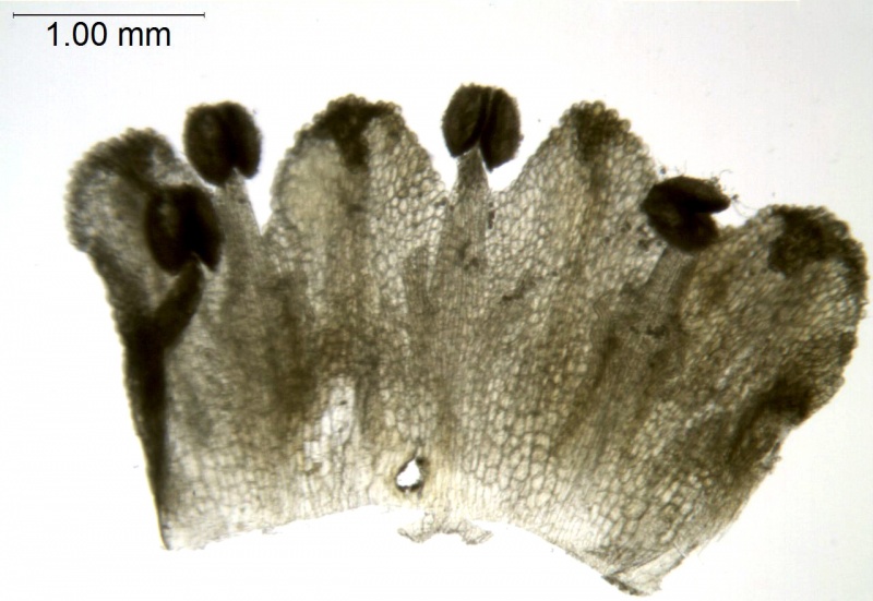 Cuscuta coryli; U.S.A, Arkansas, Demaree 19603 (CAS)