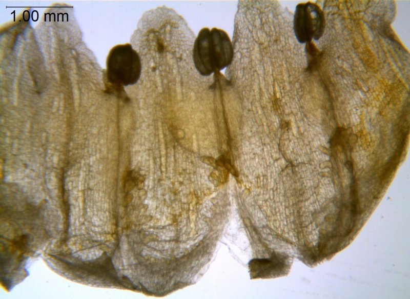 Cuscuta corymbosa var. grandiflora; Mexico,  Van Devender et al., 2002-142 (WLU)