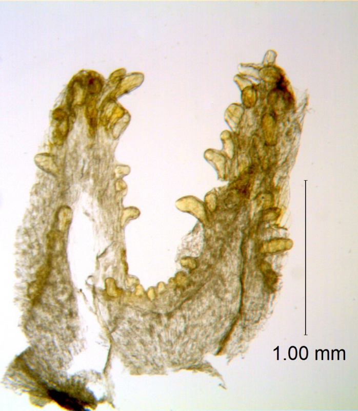 Cuscuta corymbosa var. grandiflora; Mexico,  Van Devender et al., 2002-142 (WLU)