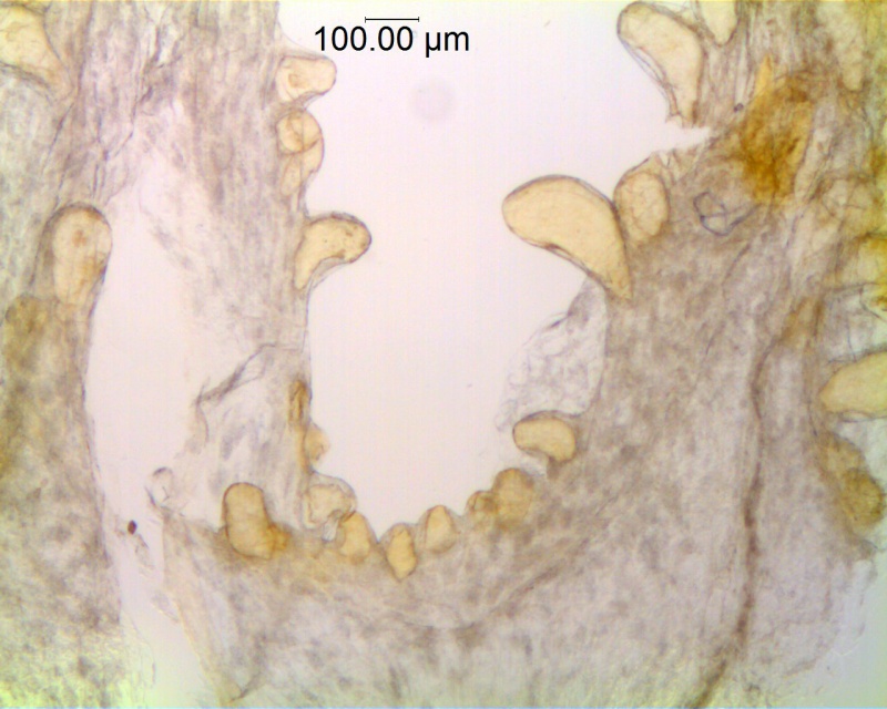 Cuscuta corymbosa var. grandiflora; Mexico,  Van Devender et al., 2002-142 (WLU)