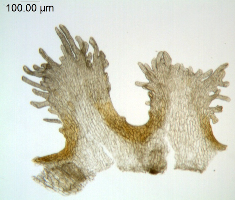 Cuscuta cristata; Argentina, Cabrera 7144 (NY)