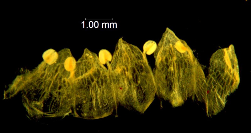 Cuscuta epilinum; Sweden, Samuelson 1317 (RSA)