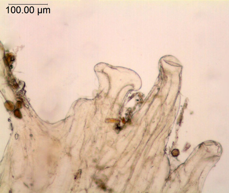 Cuscuta epilinum; Sweden, Samuelson 1317 (RSA)