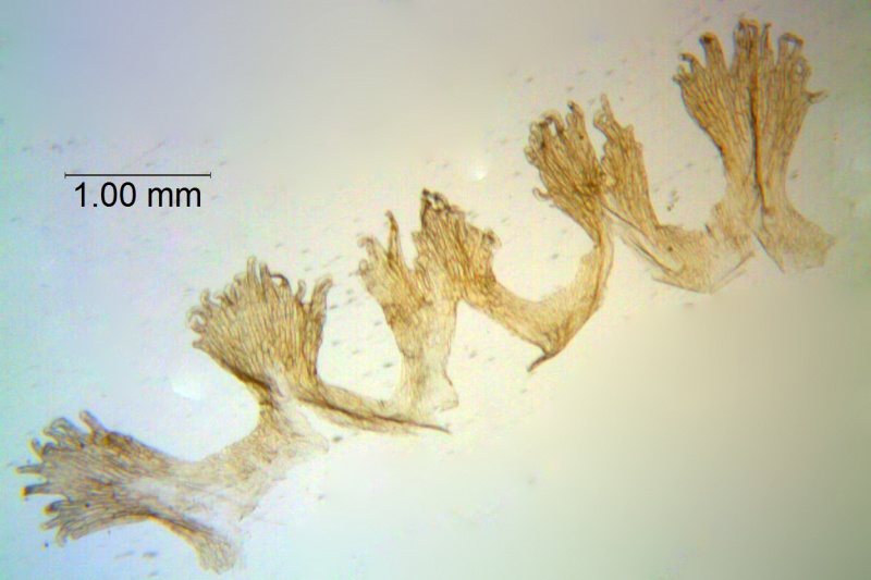 Cuscuta epilinum; Sweden, Samuelson 1317 (RSA)