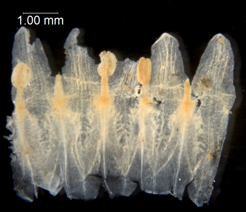 Cuscuta floribunda, Mexico, Prather & Soule 1221 (TEX)