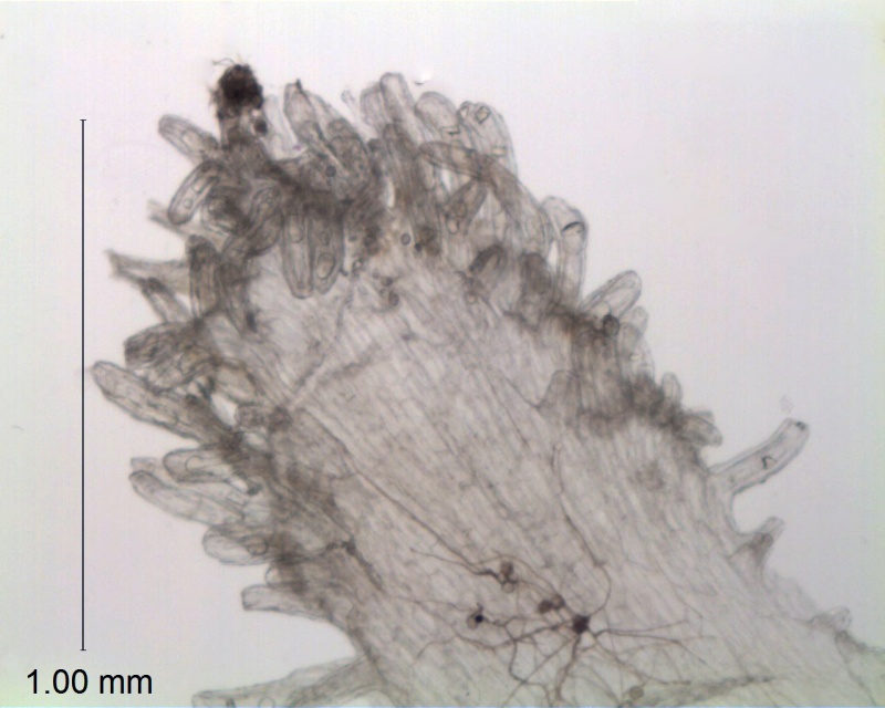 Cuscuta floribunda, Mexico, Prather & Soule 1221 (TEX)