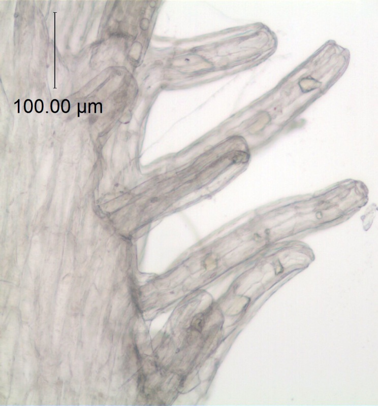 Cuscuta floribunda, Mexico, Prather & Soule 1221 (TEX)