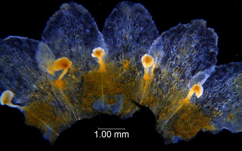 Cuscuta grandiflora; Schinini et al. 34615 (CTES)