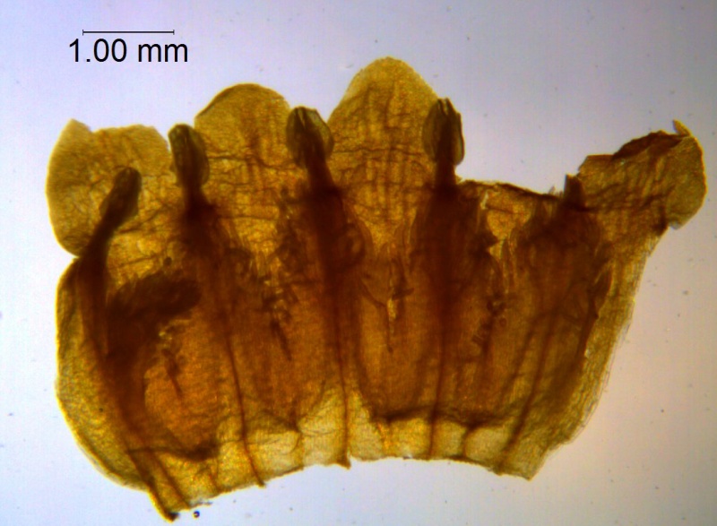 Cuscuta orbiculata; Brazil, Alvaregna 93605 (RB)