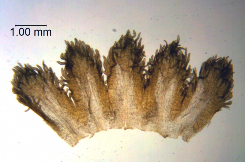 Cuscuta orbiculata; Brazil, Alvaregna 93605 (RB)