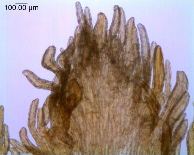 Cuscuta orbiculata; Brazil, Alvaregna 93605 (RB)