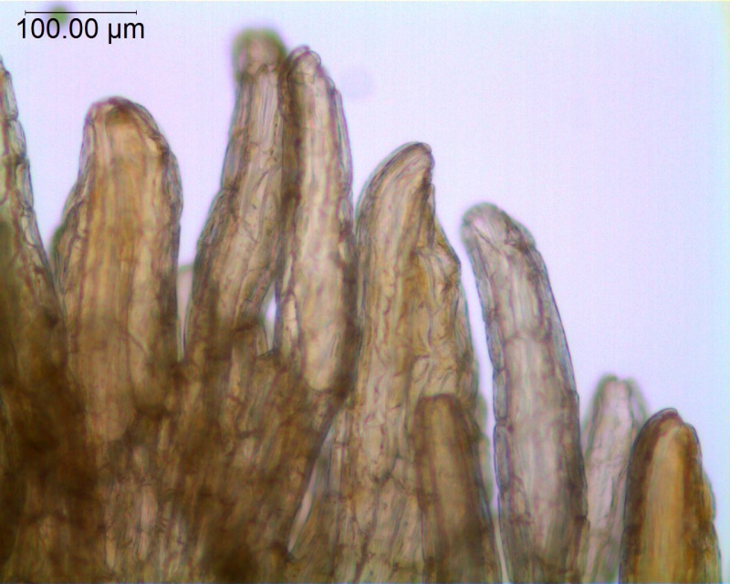 Cuscuta orbiculata; Brazil, Alvaregna 93605 (RB)