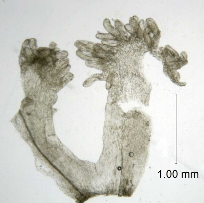 Cuscuta paitana; Ecuador, Madsen 63790, (AAU)