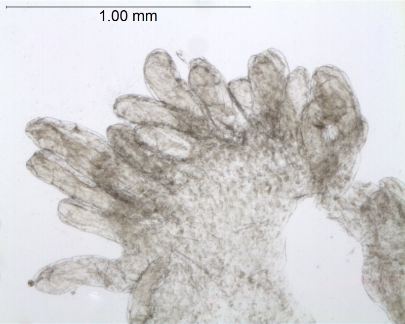 Cuscuta paitana; Ecuador, Madsen 63790, (AAU)