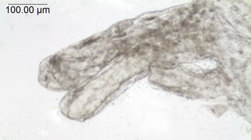 Cuscuta paitana; Ecuador, Madsen 63790, (AAU)