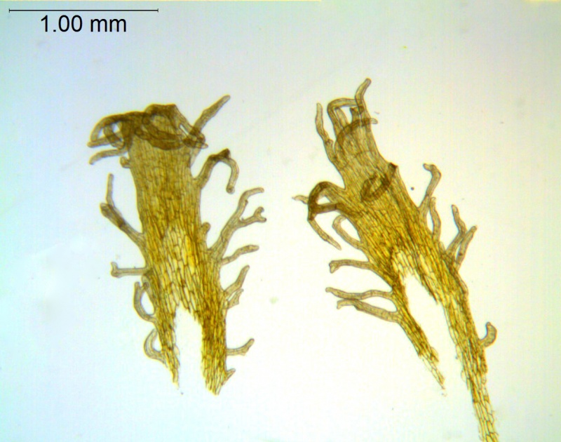 Cuscuta parodiana; Argentina, Novara 7976 (S)