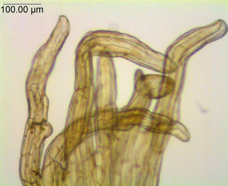 Cuscuta parodiana; Argentina, Novara 7976 (S)