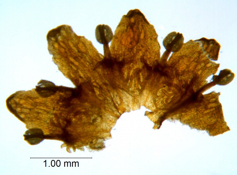 Cuscuta parviflora (Type, MO)
