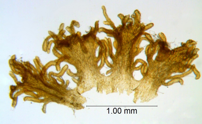 Cuscuta parviflora (Type, MO)