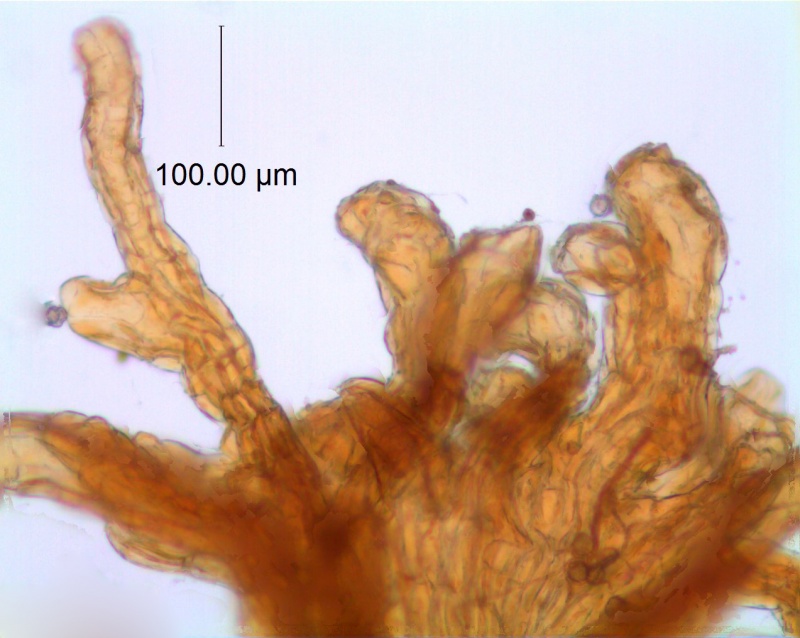 Cuscuta parviflora  (Type, MO)