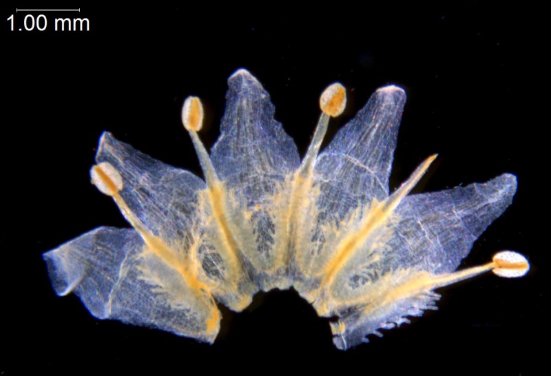 Cuscuta platyloba; Argentina, Burkart 10554 (CTES)