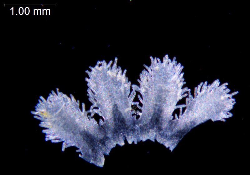 Cuscuta platyloba; Argentina, Burkart 10554 (CTES)