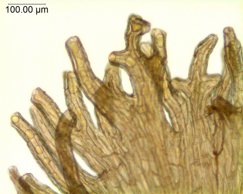 Cuscuta platyloba; Argentina, Burkart 10554 (CTES)