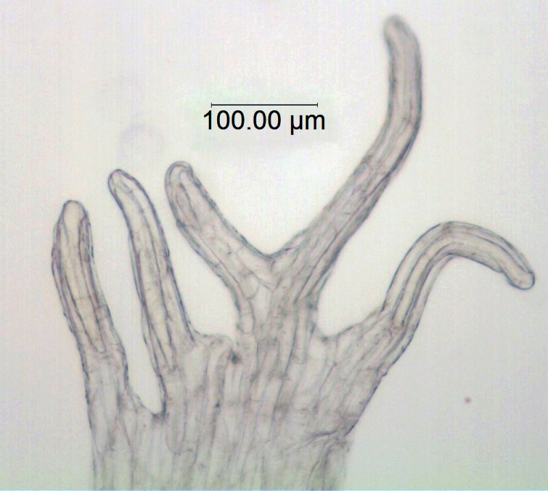 Cuscuta potosina; Mexico, San Luis PotosÃ­, Schaffner 379 (MEXU)