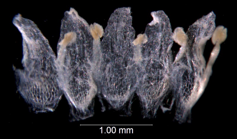 Cuscuta potosina; Mexico, San Luis PotosÃ­, Schaffner 379 (MEXU)