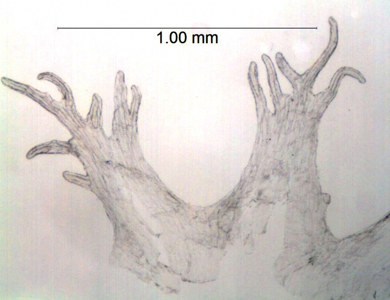 Cuscuta potosina; Mexico, San Luis PotosÃ­, Schaffner 379 (MEXU)