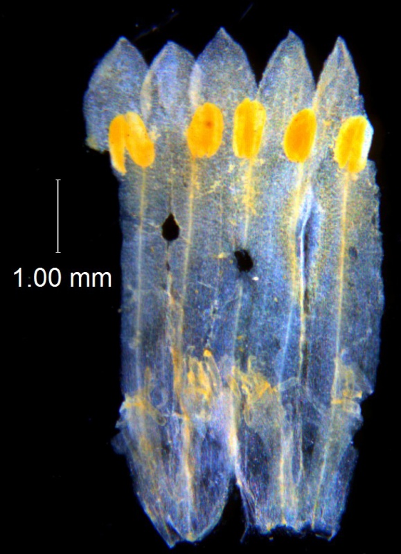 Cuscuta prismatica; Ecuador, Mille 112 (F)