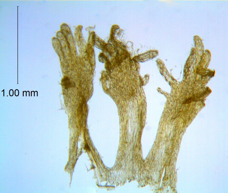 Cuscuta prismatica; Ecuador, Mille 112 (F)